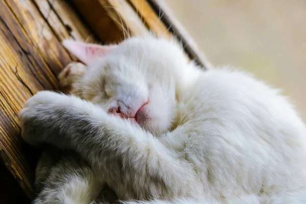 Gato branco dorme docemente no peitoril da janela, animais de estimação . — Fotografia de Stock