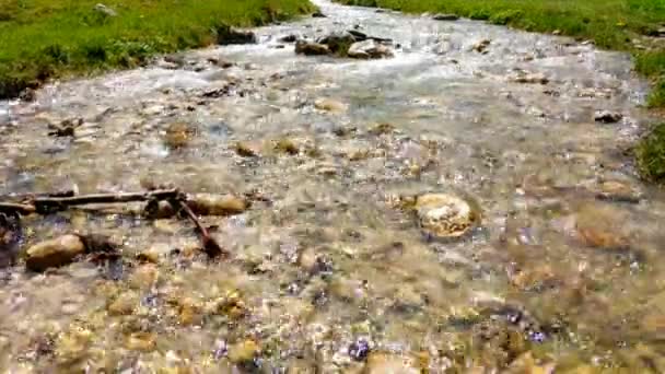 Vista Arroyo Montaña Rodeado Árboles Puro Agua Fría Clara Fluye — Vídeo de stock