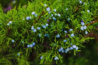 Bahçede ardıç bir çiçek açan genç dal görünümü.