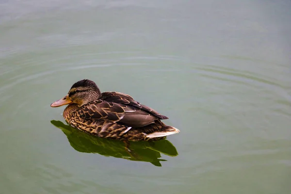 Retrato de una hembra de pato en el agua. — Foto de Stock