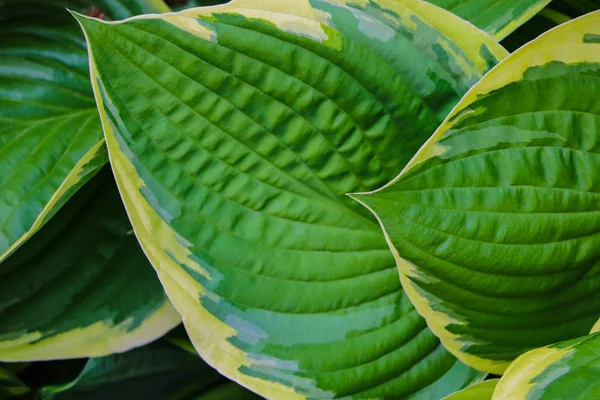 Arbusto verde Hosta. Hosta se va. Naturaleza imagen de fondo. Hosta hermosa hojas de fondo. — Foto de Stock