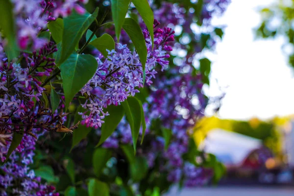 Lilac branch. Lilac flowers on the branch. Lilac little lilac flowers.