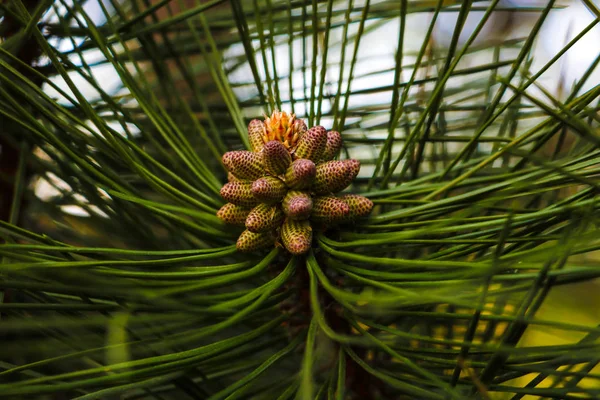 Visão de close-up de um ramo de pinheiro, agulhas verdes longas . — Fotografia de Stock
