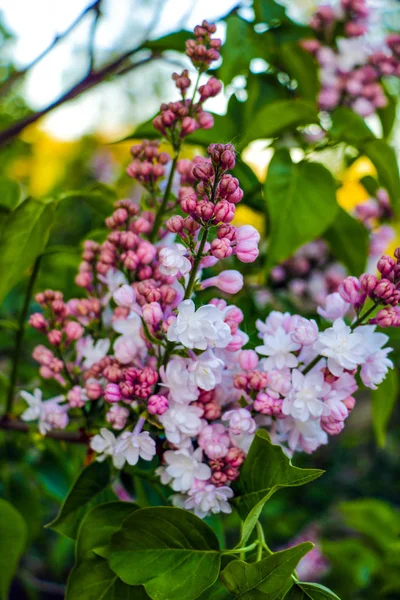 Lilacs kvete na jarním scéně. Jarní kvetení růžových květů. Lilaké květiny. — Stock fotografie