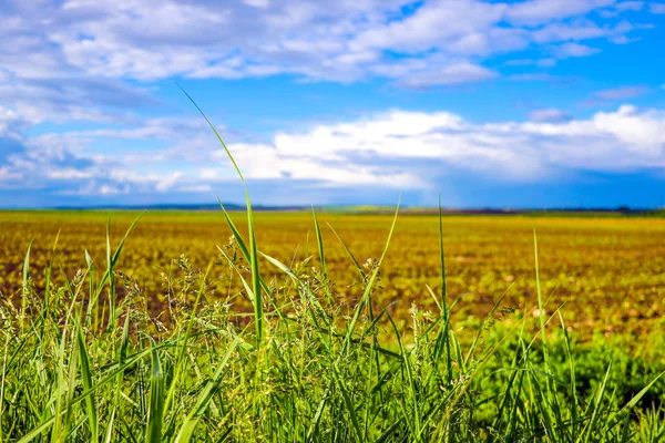 Mooie ochtend veld met felle zon. Aard — Stockfoto