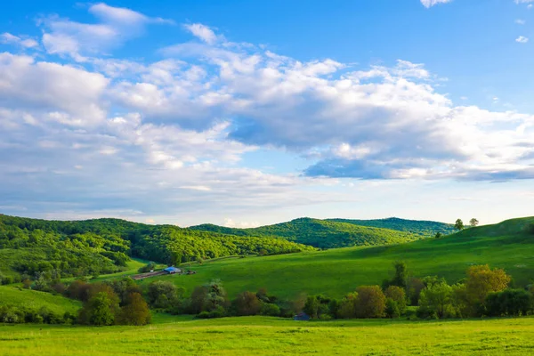 Koyun, ve yeşil çim ile haddeleme kırsal yeşil çiftlik alanları Manzara panoramik görünümü.