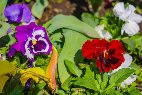 Lindas flores de jardim violeta, fundo da natureza, foco seletivo. — Fotografia de Stock