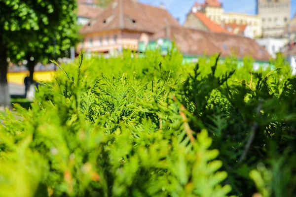Arbustos de un joven enebro verde en primer plano, en el fondo de un edificio y una casa, fuera de foco, enfoque selectivo . — Foto de Stock