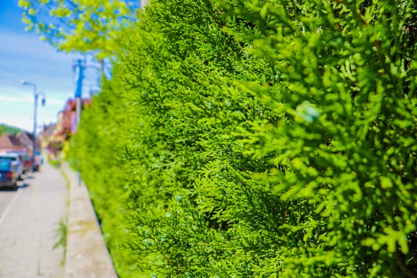 Struiken van een jonge groene jeneverbes op de voorgrond, op de achtergrond van een gebouw en een huis, uit focus, selectieve focus. — Stockfoto