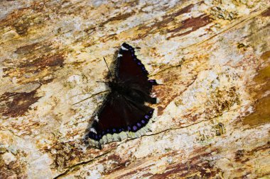 Ahşap üzerinde oturur karanlık bir kelebek görünümü, seçici odak.