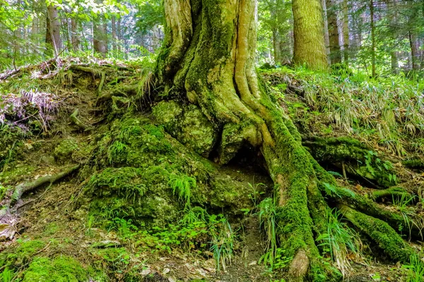 Grandes raízes de uma árvore com musgo e folhas verdes em uma floresta . — Fotografia de Stock