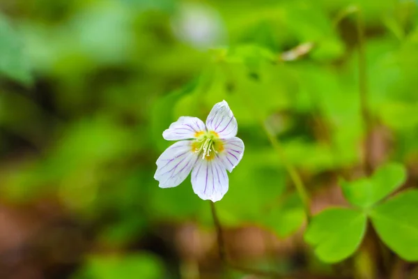 Oxalis, acetosa di legno che fiorisce fiori bianchi su una radura nel bosco nella soleggiata giornata primaverile . — Foto Stock