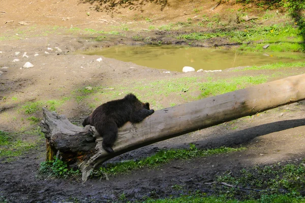 De beer ligt op een log in een kleine weide tijdens de lunch, een wild dier slaapt. — Stockfoto