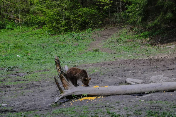 Wildbär sitzt auf einer Lichtung auf einem kleinen Baumstamm und frisst Mais, Tiere. — Stockfoto