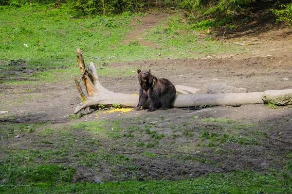 Dziki niedźwiedź stoi na małej łące i patrzy głęboko w lesie, zwierzęta w ciągu dnia, log na łące. — Zdjęcie stockowe