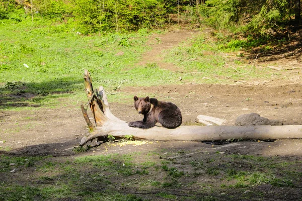 Wildbär sitzt auf einer Lichtung auf einem kleinen Baumstamm und frisst Mais, Tiere. — Stockfoto