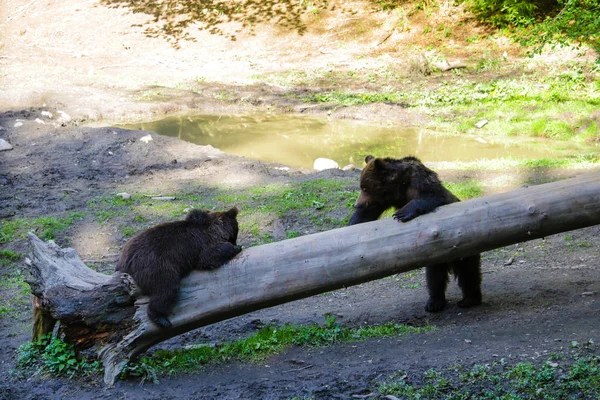 Wilde Bären in der Nähe eines Baumstamms mit Nahrung im Wald auf einer kleinen Wiese, Hintergrund der Tierwelt. — Stockfoto