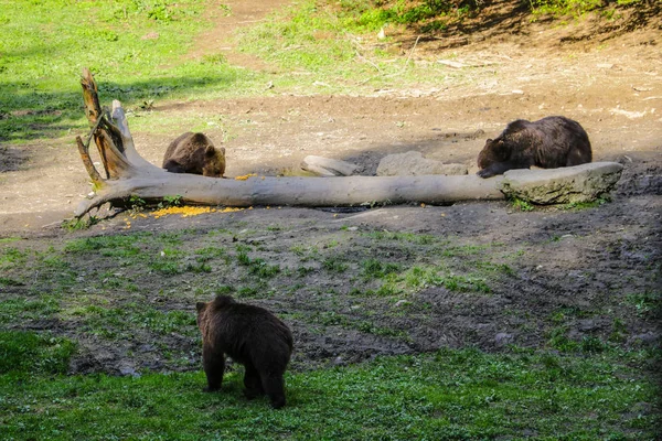 Widok na łąkę z dzikich niedźwiedzi w lesie. Niektóre niedźwiedzie siedzą na logu i jedzą. Tło dzikiej przyrody. — Zdjęcie stockowe