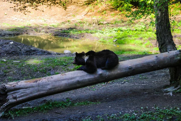 L'orso giace su un tronco in un piccolo prato a pranzo, un animale selvatico dorme . — Foto Stock