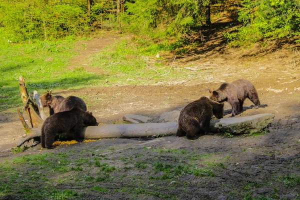 Ormanda vahşi ayılar ile çayır görünümü. Bazı ayılar kütüğün üzerine oturup yemek yer. Yaban hayatı arka plan. — Stok fotoğraf