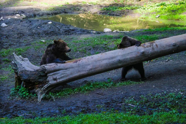 Wilde Bären in der Nähe eines Baumstamms mit Nahrung im Wald auf einer kleinen Wiese, Hintergrund der Tierwelt. — Stockfoto