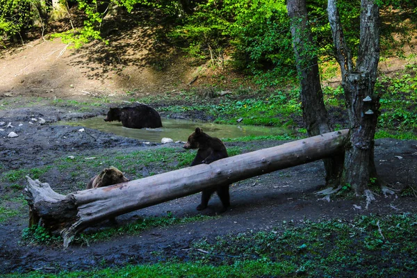 L'orso selvatico si bagna in una pozzanghera, fa un bagno. Due orsi stanno vicino a un tronco e mangiano . — Foto Stock