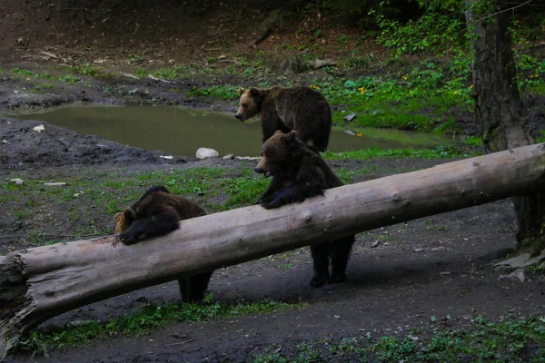 Osos salvajes cerca de un tronco con comida en el bosque en un pequeño prado, fondo de vida silvestre . — Foto de Stock