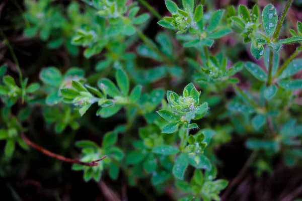 Gouttes de rosée sur herbe verte et buissons, fond nature . — Photo