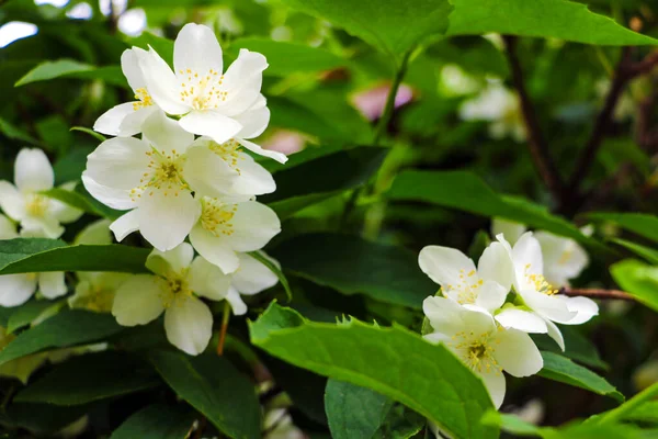 Close-up of flowering cherries and apple trees in the garden. Selective focus. Nature background. Soft light falls on green leaves and flowers. — ストック写真