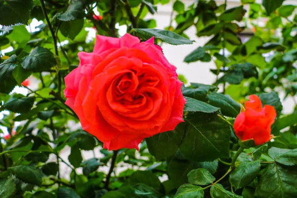 Hermoso arbusto de rosas rojas en el jardín de la mañana de verano en el fondo brillante día de verano . — Foto de Stock