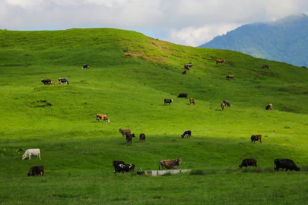 Kilátás a zöld dombok és a hegyoldalak. Tiszta napsütéses nap. A lejtőkön a távolban juhok és tehenek legelnek. Szelektív fókusz. — Stock Fotó