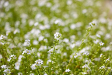 Galium odoratum, çiçek açan bitkiler, bitki tarlası. Odaklanamıyorum.