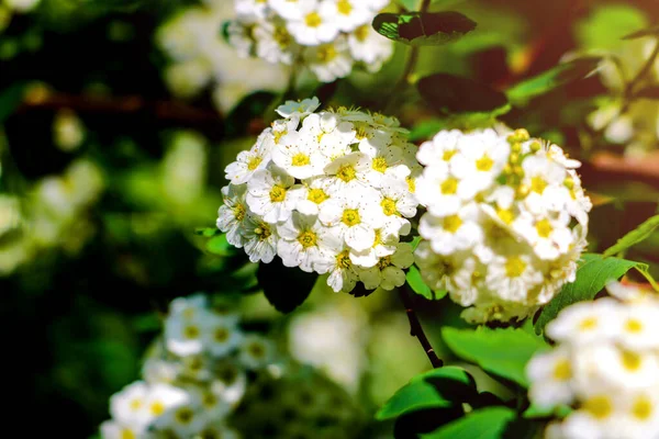 Cespuglio decorativo Viburnum o Buldonezh. Viburno con fiori bianchi . — Foto Stock