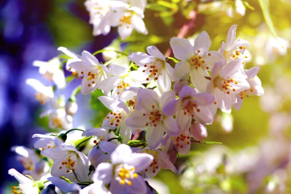 春夏两季，苹果或樱桃的枝条绽放着柔和的光芒. — 图库照片