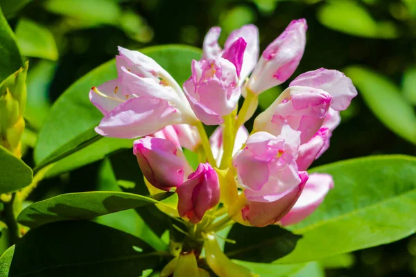 Rododendro fiori fioriti nel giardino primaverile. Bella rosa Rododendro da vicino. — Foto Stock