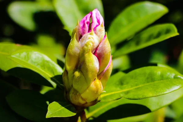 Grote bloemknoppen en groene rododendron bladeren. Ongeopende rododendron knoppen close-up. — Stockfoto