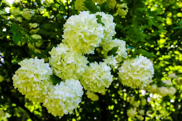 Buquê de hortênsia branca flor flor no jardim da manhã e fundo verde. — Fotografia de Stock