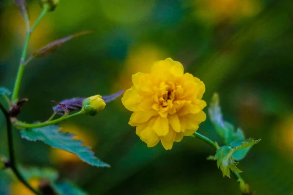 Sarı kadife çiçeğinin görüntüsü küçük renkli, odak dışı. — Stok fotoğraf