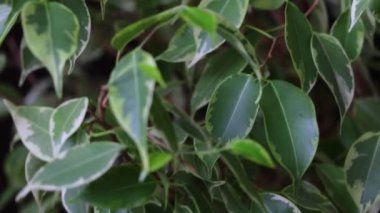 Ficus 'un taze yeşil yaprakları. Bahçıvanlık ve ev geliştirme konsepti. Seçici odak Yakın plan.