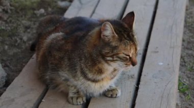 Kedi bir bankta oturur ve dikkatlice bakar. Periyodik olarak kulakları karıştırıyor. Evcil hayvan konsepti.