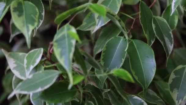 Świeże zielone liście fikusa. Koncepcja ogrodnictwa i poprawy domu. Skupienie selektywne Zbliżenie. — Wideo stockowe