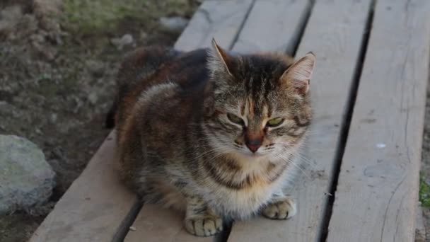 Le chat est assis sur un banc. Animaux domestiques . — Video