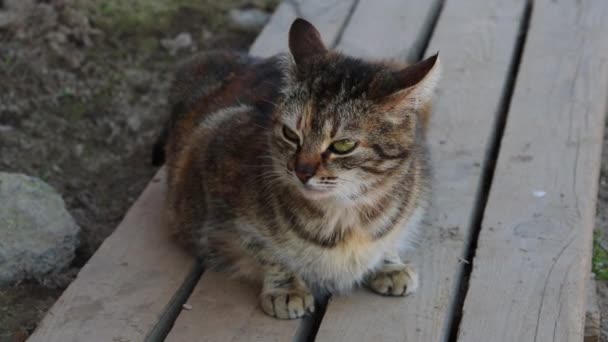Η γάτα κάθεται σε ένα παγκάκι και κοιτάζει προσεκτικά. Η έννοια των κατοικίδιων ζώων. — Αρχείο Βίντεο