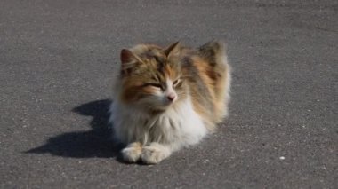 Kedi yolda yatar ve dikkatlice bakar..