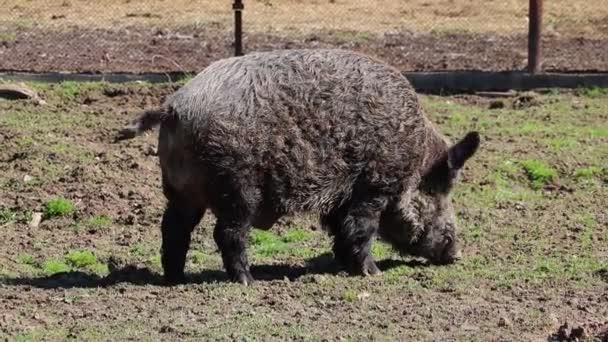 Il cinghiale sta cercando del cibo. Fauna selvatica . — Video Stock