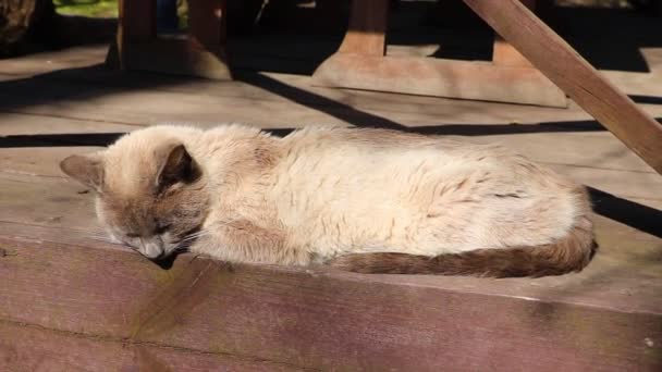 Kot leży na drewnianym tarasie i kąpie się w słońcu. — Wideo stockowe