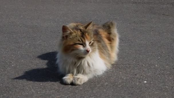 Le chat se trouve sur la route et regarde attentivement.