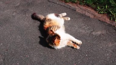 Kedi yolda uzanıyor ve güneşleniyor..
