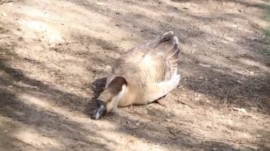 Kaz yerde yatar ve güneşin tadını çıkarır. Evcil hayvanlar.