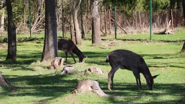 Sika rådjur går på gräsmattan i skogen. Djurliv. — Stockvideo